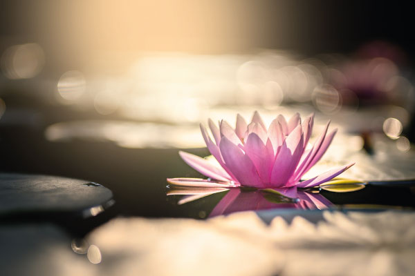 MINDFULNESS PARA EL DOLOR MINDFULNESS PARA EL DOLOR